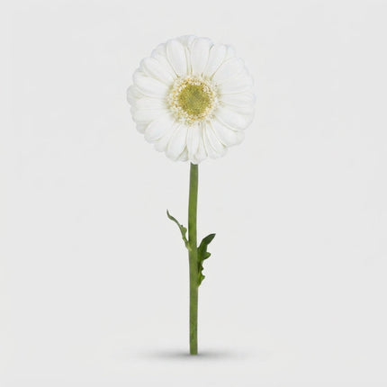 Germini Albino