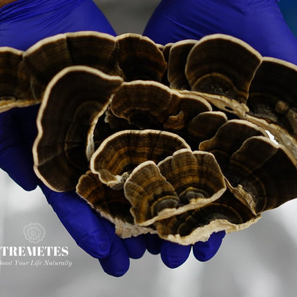 Turkey Tail Mushroom Fruiting Body – Lab-Verified 41.2% Beta-Glucans for Tea | Amber Glass Jar
