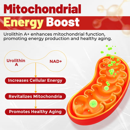 Urolithin A Gummies - 1000mg Liposomal, Longevity, Energy (Vegan)