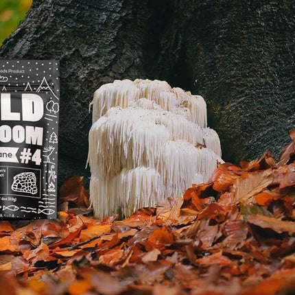 Wild Foods Lions Mane Powder 10:1 Organic Mushroom Extract – 4 oz Pack of 2 | Brain Health & Focus